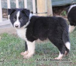 Black and white Rough coated male border collie puppy